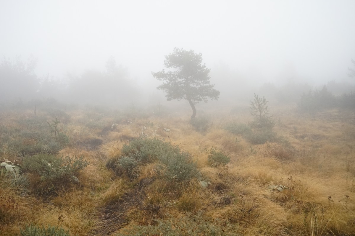 Φώτο-ιστορίες “Μόνος στο&nbsp;δάσος”
