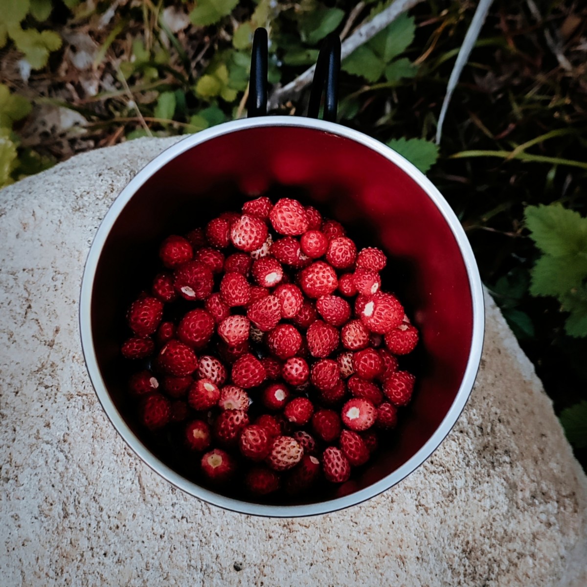 Άγριες φράουλες